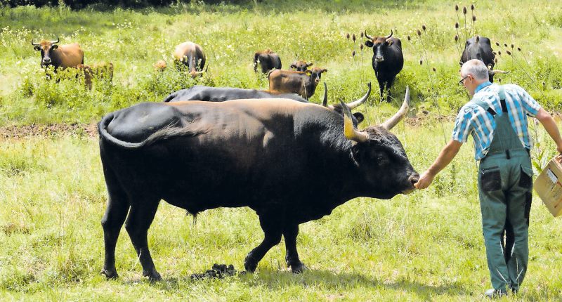 Kühe mit großen Hörnern beim Füttern durch den Bauer